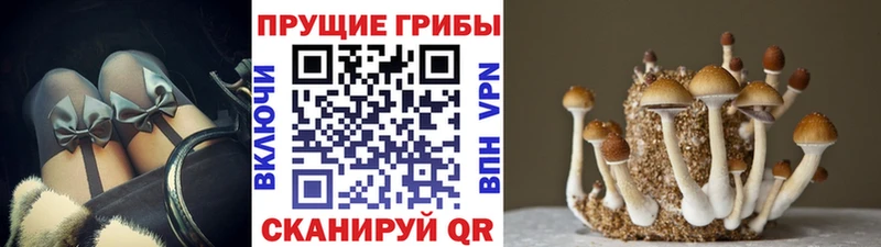 Галлюциногенные грибы прущие грибы  Купить закладки  Узловая 